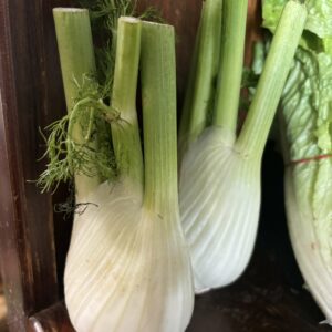 Fennel