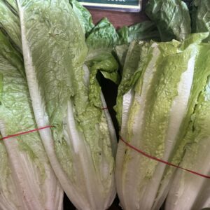 Cos Lettuce