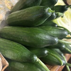 Lebanese Cucumber