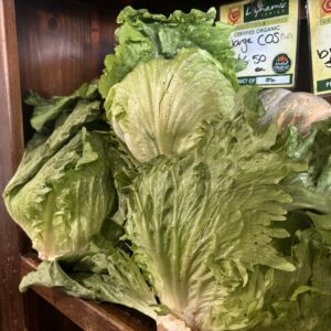Iceberg Lettuce